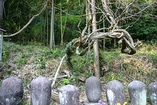 7根なしの藤.jpg